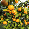 The whole basket of red Guangxi sugar oranges on the tree 2kg single fruit 40mm