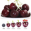 CAITI imported Chilean cherries, cherry cherries, 5 jins of fresh cherry fruit gift box, seasonal fruits for pregnant women, 0.9 jins (net weight), value pack, Super Big Mac 4J, single fruit 32-34mm