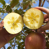 Aksu Apple, Xinjiang Aksu Rock Candy Apple, fresh seasonal fruit, crispy and sweet red Fuji, recommended as a gift, Ping An fruit, 10 catties in box, single fruit 75-80mm, net weight 8.5 catties