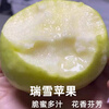 Shuaidui Shaanxi Baishui Ruixue Apple Authentic 2025 Season Fresh Crisp Sweet Fragrant Green Apple Premium Fruit Gift Box Full Box Selected 4.5 Jin Small Fruit 70-75mm About 13-16 Pieces