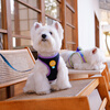 Ycqpet dog leash small dog harness dog leash vest style dog leash dog leash Y01 black XS