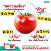 VINOBLE Thailand Hi-Balanz Lycopence Red Lycopene Capsule Anti-Oxidant Anti-UV Sun Protection Brightening Watermelon Red