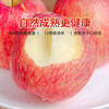 Authentic Shanxi Red Fuji Apple Fruit Crispy Sweet Ugly Apple Fresh Fruit Whole Box Gift Box 8.5 Jin 75mm