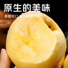 Jingmi Golden Venus Apple Fruit Fresh from Shandong, net weight 5 pounds, single fruit starting from 150g, straight from the source