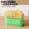 Jackino bean sprout sprouter bean sprout artifact germination pot special seedling tray hydroponic vegetable pot green with lid