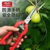 Delixi fruit pruning shears, gardening pruning shears, fruit and vegetable shears, pepper picking scissors, fruit and vegetable picking tools, fruit branch shears, Delixi 905 extended straight fruit shears-235mm