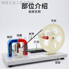 Pupan hand-cranked generator hand-cranked AC and DC generator Faraday's homemade manual can be combined with physical and electrical reality hand-cranked AC and DC generator accessories belt