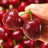 Fruity Life Gold Award Chilean cherry gift box, next-day delivery to many places, New Year's Day gift fruit gift box, 5 pounds (net weight), a must-have for family gift-giving, preferred large fruits, single fruit 6-8g