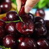Jingyi Fresh Chilean Cherries 4J Grade JD/SF-Next Day Delivery to Many Places Fresh Imported Cherry Fruit Gift Box 4 Jin (Net Weight) Full Box 5 Jin 3J Grade Single Fruit 30-32mm