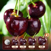 Tian Liangji Chile imported cherries JD next day delivery in many places 5kg fruit cherries gift box New Year's goods 2 catties (net weight) gift box more cost-effective Scarce Fruit King 5J 34mm+ carefully selected by local tycoons