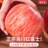 Jingdida Apple Fruit Luochuan Apple Red Fuji Fresh New Year Fruit Net Weight 8.5 Jin Single Fruit 85mm + Free Shipping from Source