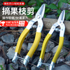 Zhewei stainless steel fruit scissors new fruit picking scissors citrus scissors vegetable and fruit scissors large fruit scissors round head fruit scissors large - yellow fruit scissors 6 inches