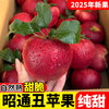 2025 Authentic Yunnan Zhaotong Rock Candy Apple Fresh Fruit Apple Seasonal Crisp Sweet Fruit Origin Straight Hair 9 Jin Pack Medium Fruit (70-80mm)