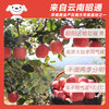 Jingxiansheng Yunnan Zhaotong Red General Apple, net weight 5 pounds, single fruit 80mm + fresh fruit, direct delivery from the source, free shipping
