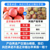 Jingdida Yantai Qixia Red Fuji apple net weight 4.5 catties large fruit 250g fresh fruit direct from the source with free shipping
