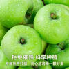Shandong fresh green apple fruit, full box jin, seasonal green apples, free shipping, seasonal sour and crispy Ugly Pingping fruit for pregnant women, 4 jin in box (60-70mm)