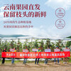 Jingxiansheng Yunnan Red Apples 8-piece gift box, single fruit 170g+, fresh fruits delivered directly from the source
