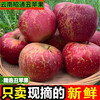 2025 Yunnan Zhaotong Chou Apple Rock Candy Heart Seasonal Fresh Fruits Whole Box Gift Box Fresh Fruit Seasonal Full Box 6 Jin Small Fruits Fruit Diameter 60-70 About 18 Pieces