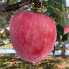 Fun to try Shaanxi Luochuan Red Fuji Apple 75-80mm+ 7.8+ Directly from the source at No. 1 Member Store