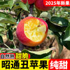 2025 Authentic Yunnan Zhaotong Rock Candy Apple Fresh Fruit Apple Seasonal Crisp Sweet Fruit Origin Straight Hair 5 Jin Pack Medium Fruit (70-80mm)