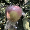 Jingxiansheng Lingbao Fuji Apple, net weight 4.5kg, single fruit 80mm+, fresh fruit, straight from the source