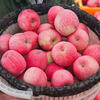 Fun to try Shaanxi Luochuan Red Fuji Apple 75-80mm+ 7.8+ Directly from the source at No. 1 Member Store
