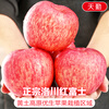 Jingdida Shaanxi Luochuan apples net weight 8.5 catties single fruit 175g + fresh red Fuji apples shipped directly from the source with free shipping