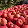 In stock, Northeastern fresh cold-rich apples, Dalian, Liaoning, straight-haired, sour, sweet and crisp fruits for pregnant women, free shipping, 5 pounds per box, 85-90mm