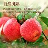 Jingxiansheng Yunnan Red Apples 8-piece gift box, single fruit 170g+, fresh fruits delivered directly from the source