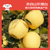 Jingxiansheng Shandong Yantai Huang Yuanshuai apples are sour and sweet. Net weight is 8.5 pounds. Single fruit is 75-80mm. Directly shipped from the source. Free shipping.