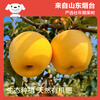 Jingxiansheng Shandong Venus apple net weight 3 catties single fruit 200g fresh fruit direct from the source with free shipping