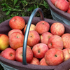 Jingxiansheng Xinjiang Aksu Apple 4.5 catties single fruit 75mm+ fresh fruit direct from the source with free shipping
