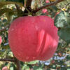 Fun to try Shaanxi Luochuan Red Fuji Apple 75-80mm+ 7.8+ Directly from the source at No. 1 Member Store