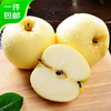 Beijing Fresh Shandong Cream Fuji Apple, net weight 5 pounds, single fruit 85-90mm, fresh fruit, direct shipping from the source, free shipping