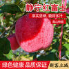 SF Gansu Tianshui Jingning apple 9 pounds freshly picked crisp sweet red Fuji unwaxed fresh fruit rock candy heart L5 9 pounds medium fruit SF freshly picked/crisp sweet and juicy