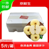 Beijing Fresh Shandong Cream Fuji Apple, net weight 5 pounds, single fruit 85-90mm, fresh fruit, direct shipping from the source, free shipping