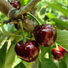 Yujingxian Chile imported cherries next day delivery JD/SF Express 5kg cherry fruit gift box as a gift 5kg (net weight) extra large fruit 2JJ grade single fruit 28-30mm