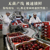 Shengrong Fruits and Vegetables Chilean imported cherries JD/SF - next-day delivery to many places Cherry fresh fruit gift box gift box 5 pounds (net weight) The most cost-effective high-end gift box Black diamond level Big Mac 3J 30-32mm