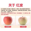 Longbaiwei authentic fresh rock candy apples, seasonal seasonal fruits, domestic red Fuji ugly apples, whole box, 10 jins, fruit diameter 75-85mm, net weight 8.5 jins