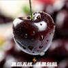 Fresh Premium Chilean Cherries JD/SF Next Day Delivery to Multiple Places Imported Fresh Big Cherries Seasonal Fruit Gift Box 1.8kg (net weight) Affordable Family Gift Box Super Big Mac 4J Single Fruit 32-34mm