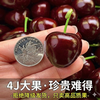 Uncle Sam Cherry JD-Flash Delivery Dalian Meizao Cherry Fruit Gift Box New Year Gift Box 3kg (net weight) Value-80% Choice Enjoyable Gift Box Cost-effective Choice 3J Extra Large Fruit 30-32mm