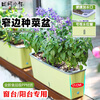 Field path rectangular flower pot balcony vegetable pot water-free window sill narrow side long vegetable trough vegetable planting box strawberry pot 3 narrow side flower pots (free 6 packs of random vegetable seeds)
