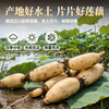 Xianwowo water lotus root slices 1000g lotus root slices hot pot ingredients fresh vegetables spicy hot Bobo chicken cold dish