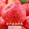 Jingdida Shaanxi Luochuan apples net weight 8.5 catties single fruit 175g + fresh red Fuji apples shipped directly from the source with free shipping
