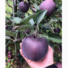 Kabunuo Yunnan Zhaotong Black Card Gala Apple Black Diamond Purple Romantic Christmas Apple Ping An Fruit Fresh Rare Fruit 4 Jin Large Fruit 80mm+