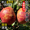 Ugly Apple Fruit Fresh Daliangshan Yanyuan Apple Seasonal Whole Box Pregnant Women Rock Candy Heart Authentic Red Sweet Fuji 9 Jin (Bag Fruit) 75-80mm (Excluding) Medium and Large Fruit High Repeat Purchase