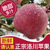 Baoxiansheng Authentic Shaanxi Luochuan Apple Red Fuji Crisp, Sweet and Juicy Seasonal Fresh Fruit for Pregnant Women Whole Box of Fresh Ugly Apples 80-85mm with box 10 catties (net weight 8.8 catties)