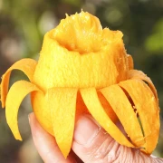 Hainan Sanya Tainong Mango Hainan Xiaotaimang Tropical Fresh Fruit Season Fresh Xiaotainong Mango [80% de los clientes compran] Recomendado 9 catties sola fruta 70-100g