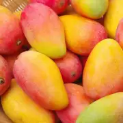 [Pelo lacio seleccionado] Guifei Mango Hainan Sanya Guifei Mango Fruta Fruta fresca de temporada Venta al por mayor Venta al por mayor Sanya 15 años Árbol de mango Guifei [Peso neto 3 kg Fruta pequeña]