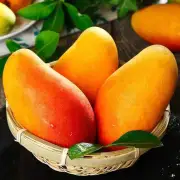 [Pelo lacio seleccionado] Guifei Mango Hainan Sanya Guifei Mango Fruta Fruta fresca de temporada Venta al por mayor Venta al por mayor Sanya 15 años Árbol de mango Guifei [Peso neto 3 kg Fruta pequeña]